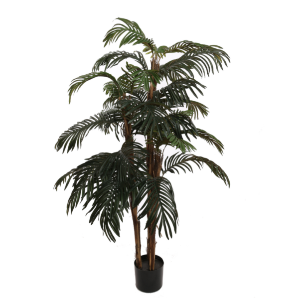 Robellini Palm Tree