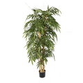 Bamboo