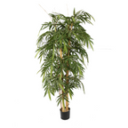 Bamboo