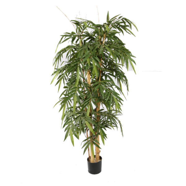 Bamboo