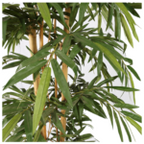 Bamboo