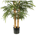 Bamboo