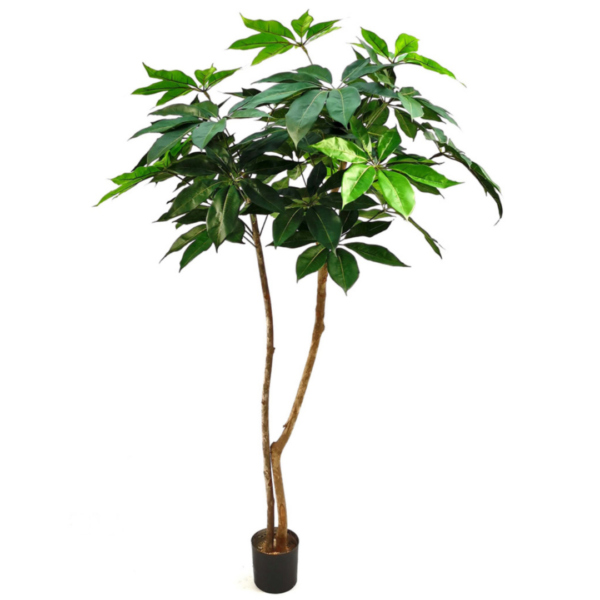 Schefflera Cloud Tree