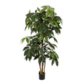 Schefflera Tree