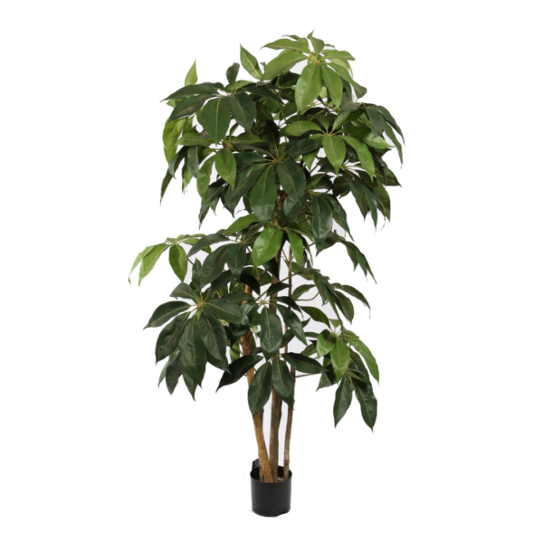 Schefflera Tree