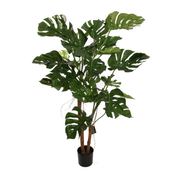 Split Philo Plant