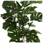 Split Philo Plant