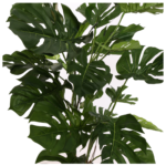 Split Philo Plant