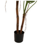 Split Philo Plant