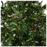 Ficus Folia A-Tree