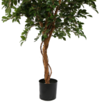 Ficus Folia A-Tree