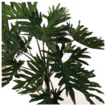 Philodendron Selloum Tree