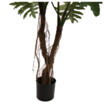 Philodendron Selloum Tree
