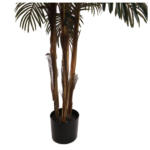 Robellini Palm Tree